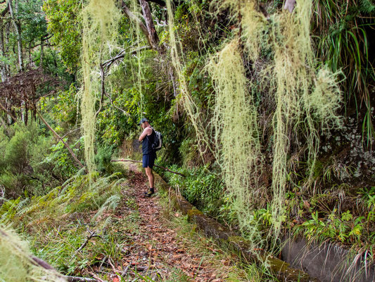 Madeira - die schönsten Wandertouren auf der Blumeninsel (hier: abenteuerliche Levadawanderung entlang der Levada do Pico Ruivo)