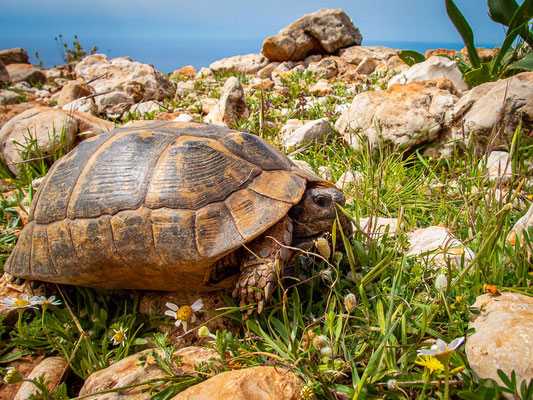 Mehrtagestrekking auf dem Lykischen Weg in der Türkei - wandern fernab der Zivilisation in einer traumhaften Landschaft umgeben von Meer, Klippen und Bergen. (hier: Etappe 8 von Kalkan nach Saribelen).