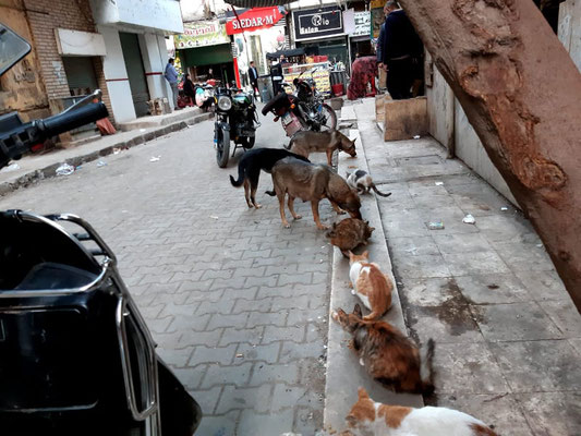 Fütterung von Straßenhunden und -katzen