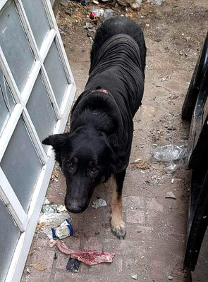Hungrige oder kranke Straßentiere haben oftmals wenig Hilfe oder menschliche Liebe zu erwarten, besonders im Ausland.