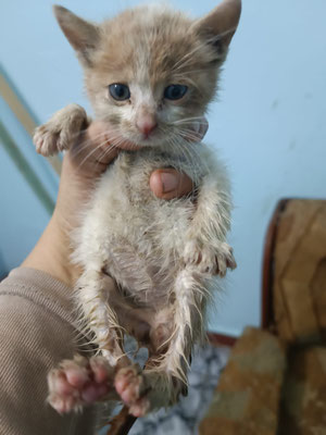Kitten ganz allein auf der Straße gefunden von Shahinaz