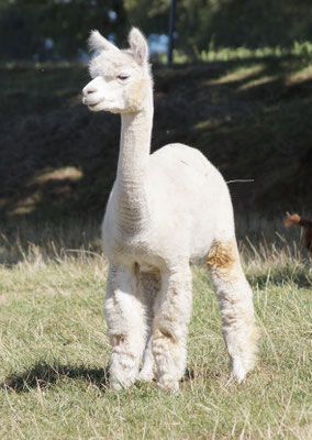 Wiedwisch Smilla September 2025