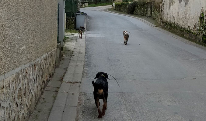 La bande à Polo (au premier plan) a patrouillé en vain.
