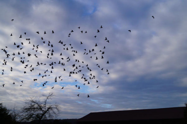 La Chapelle-Monthodon : des centaines de pigeons ont élu domicile sur le clocher de l'édifice religieux.