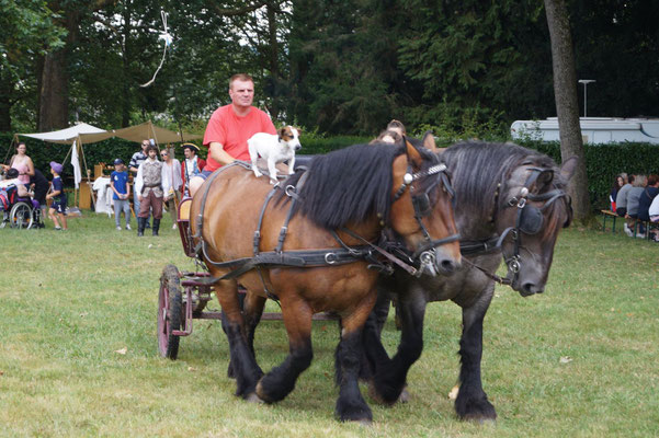 Au caractère conciliant, le cheval de trait ardennais est trapu, près du sol et puissant.