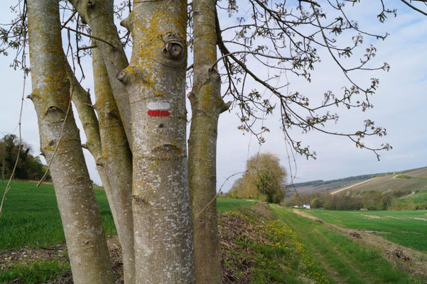 ...mais la signalétique des chemins de grande randonnée (GR) lui a sauvé la vie.