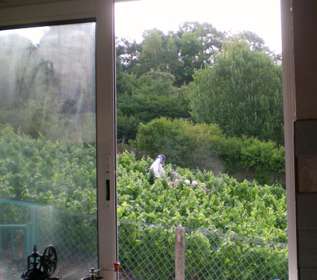 Crouttes-sur-Marne, Eté 2014 : un cosmonaute effectue un traitement phyto sanitaire sur une parcelle de vigne située près d'une habitation.