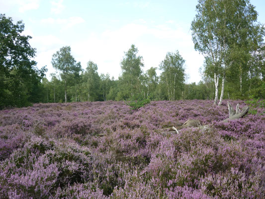 Fère-en-Tardenois. Parc des Bruyères : la lande sèche.