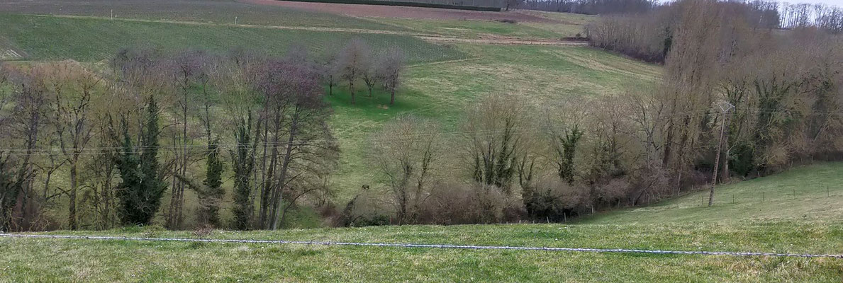 Le sanglier et les chiens sont passés de pâture en pâture avant d'entrer dans le bourg.