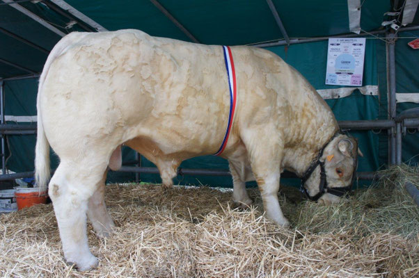 L'expo-vente de bovins charolais sera, quant à elle, installée sur les espaces verts près de la gare routière.