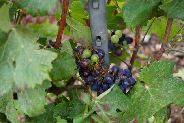 Les sansonnets prélèvent les raisins mûrs sur une grappe puis passent à la suivante.