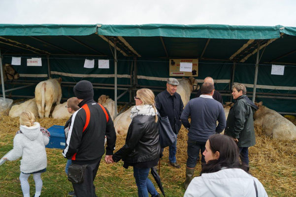 L'exposition de charolais a toujours du succès auprès du public.