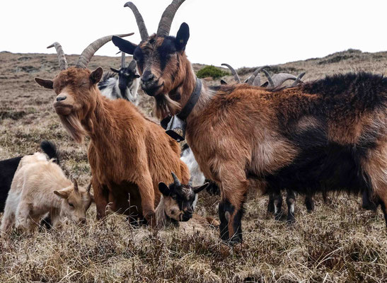 These friendly goats wished us luck for the ascent to the Hirzer passage. (20.05.)