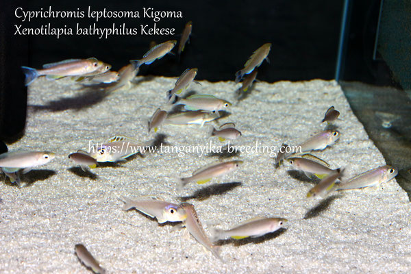 циприхромис, циприхромис лептозома, циприхромис лептозома кигома, циприхромис кигома, cyprichromis, cyprichromis leptosoma, cyprichromis leptosoma kigoma, cyprichromis kigoma  