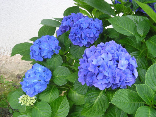 デイケアルーム：9F 天空の庭で咲いた紫陽花