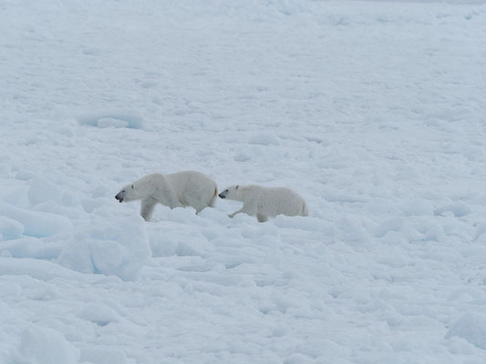 Spitzbergen 2025 Eisbären mit der MS Virgo