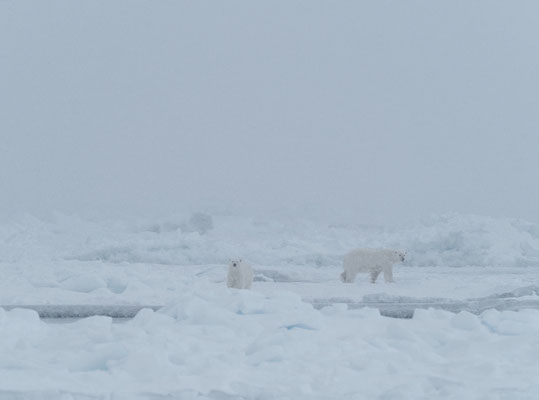 Spitzbergen 2025 Eisbären mit der MS Virgo