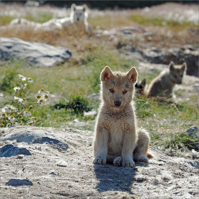 Ilulissat - Schlittenhunde