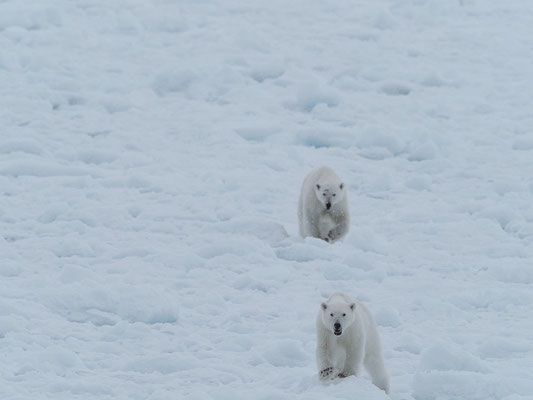 Spitzbergen 2025 Eisbären mit der MS Virgo