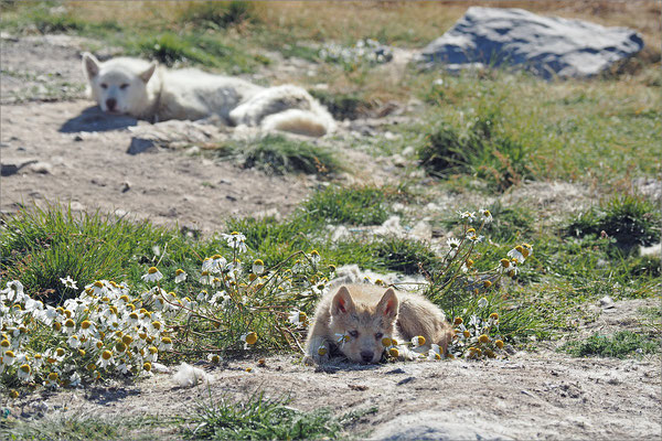 Ilulissat - Schlittenhunde