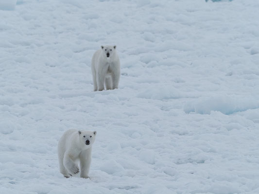 Spitzbergen 2025 Eisbären mit der MS Virgo