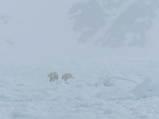 Spitzbergen 2025 Eisbären mit der MS Virgo