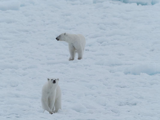 Spitzbergen 2025 Eisbären mit der MS Virgo
