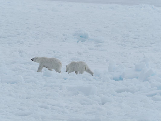 Spitzbergen 2025 Eisbären mit der MS Virgo