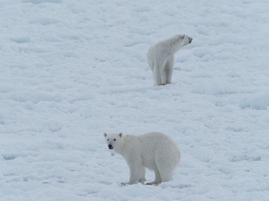 Spitzbergen 2025 Eisbären mit der MS Virgo