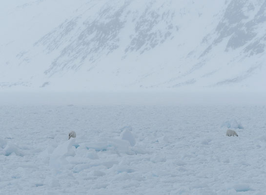 Spitzbergen 2025 Eisbären mit der MS Virgo