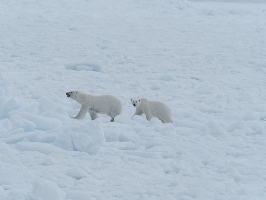 Spitzbergen 2025 Eisbären mit der MS Virgo