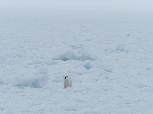 Spitzbergen 2025 Eisbären mit der MS Virgo