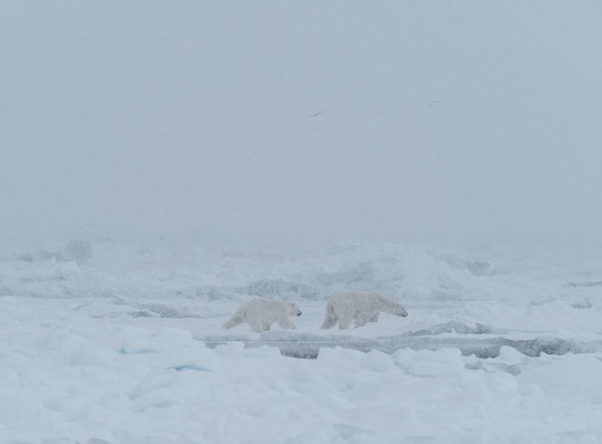 Spitzbergen 2025 Eisbären mit der MS Virgo
