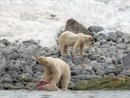 Sørgattet - Eisbären mit Walross