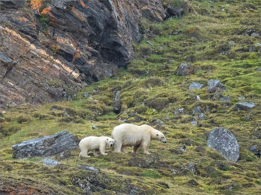 Kongsfjord Eisbären