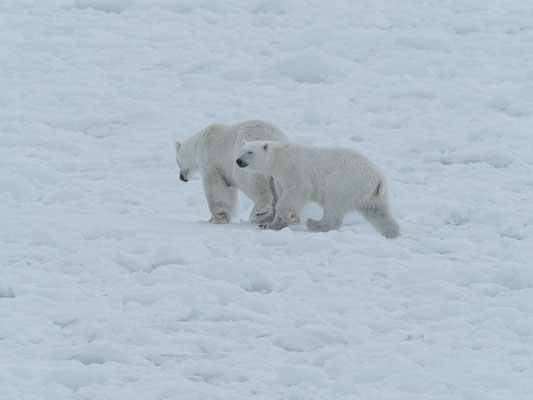 Spitzbergen 2025 Eisbären mit der MS Virgo