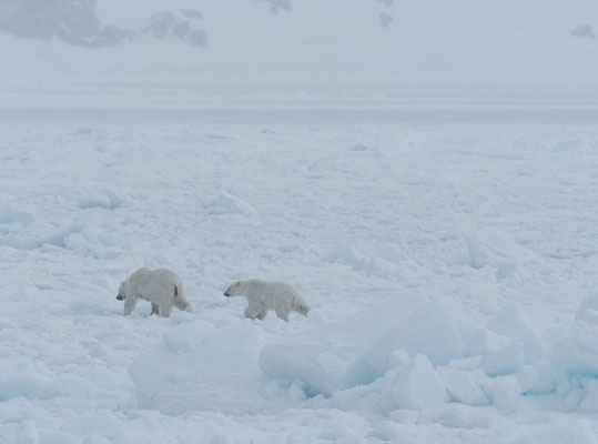 Spitzbergen 2025 Eisbären mit der MS Virgo