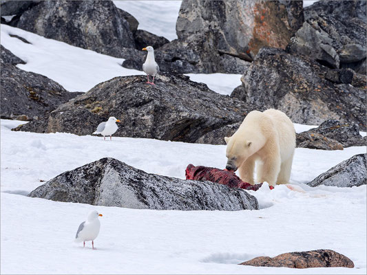 Virgohamna - Eisbär mit Robbenkadaver