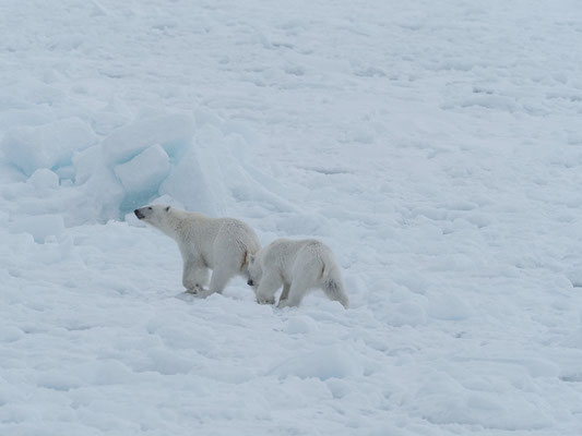 Spitzbergen 2025 Eisbären mit der MS Virgo
