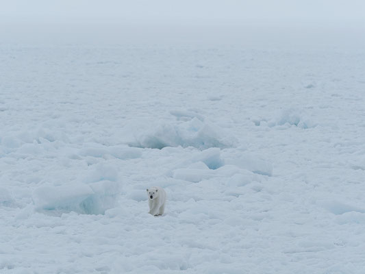 Spitzbergen 2025 Eisbären mit der MS Virgo