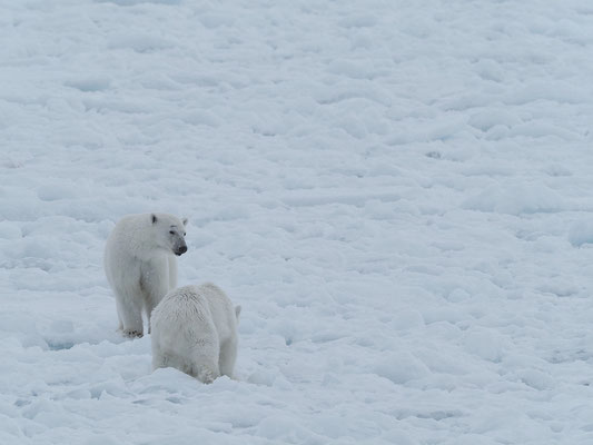 Spitzbergen 2025 Eisbären mit der MS Virgo
