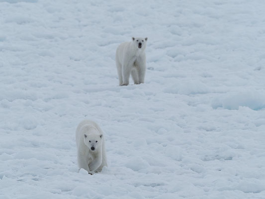 Spitzbergen 2025 Eisbären mit der MS Virgo