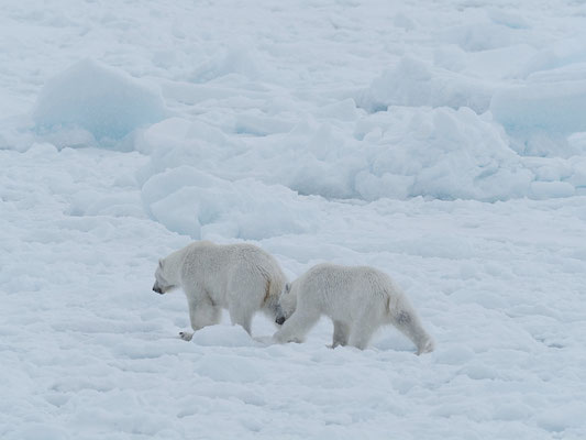 Spitzbergen 2025 Eisbären mit der MS Virgo