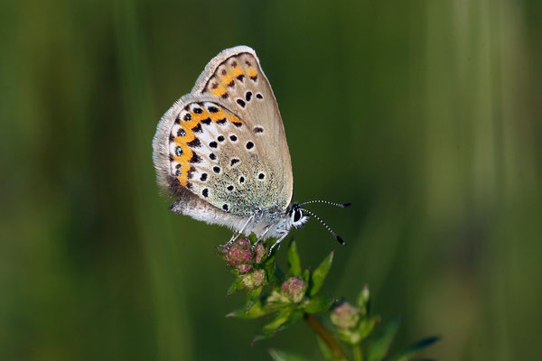 Idas-Bäuling, Plebejus Idas