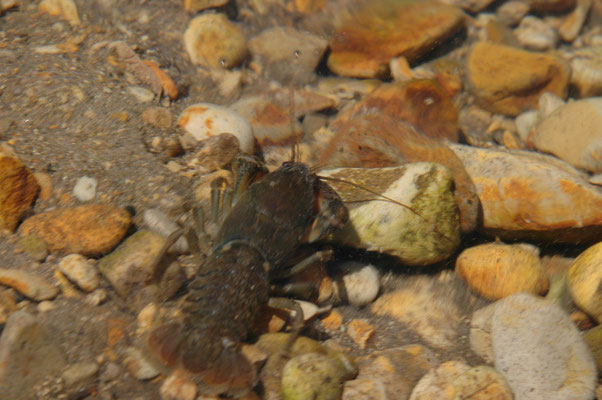 ザリガニ ぼくらはみんな生きている 北海道と九州の自然を紹介するサイト