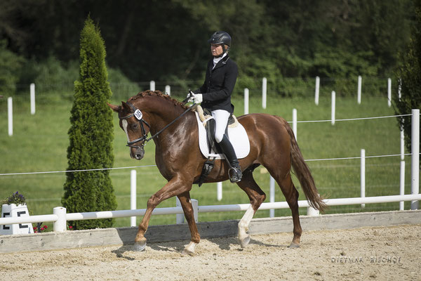 Belfast-B beim Reitpferdechampionat Juli 2019 - 3.Platz mit einer von Wertnote 8,02