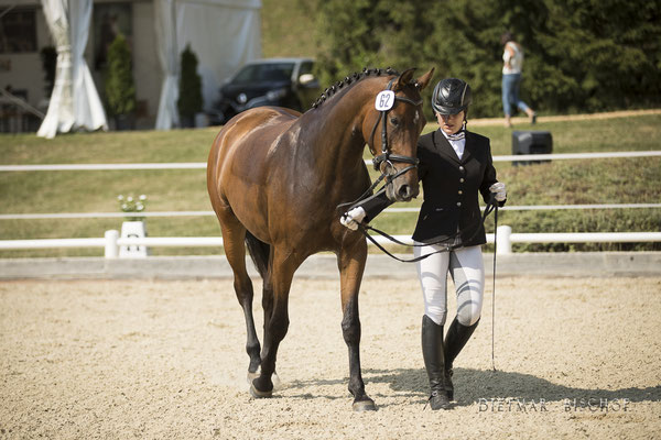 Femina-B 3 Platz beim Reitpferdechampionat Steiermark 2017