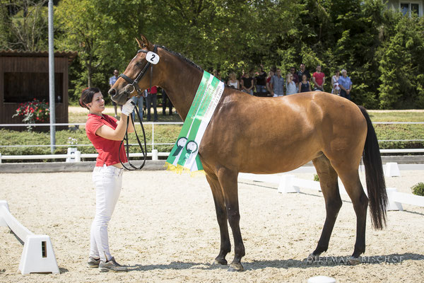 Femina-B   Steirische Landessiegerin 3 Jährig & 3 Platz beim Reitpferdechampionat Steiermark 2017