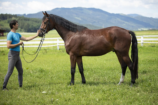 Ares Juli 2020