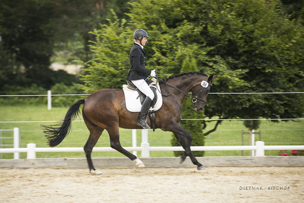 Penelope-B beim Reitpferdechampionat in Oisnitz Juli 2019